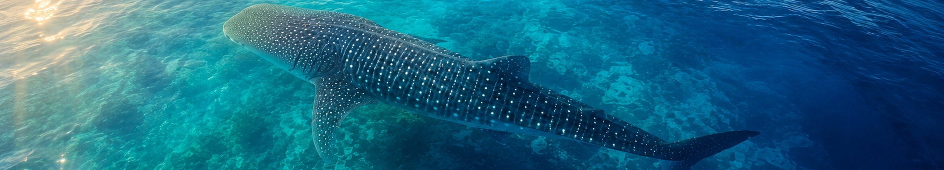 Открытое Карибское море у побережья Юкатана, откуда из Канкуна, Isla Mujeres и Холбокса ходят туры к китовым акулам